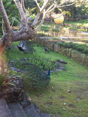 Peacocks all around  at The Farm at San Benito in Lipa City