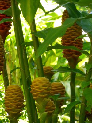 Local plants at Maravilla in Las Marias