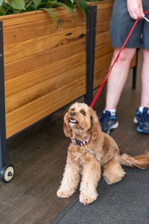 Pet friendly ;-) at The Glen Melbourne in Elsternwick