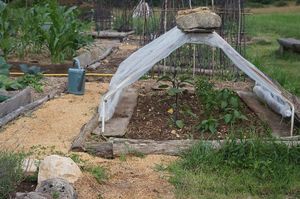 Growing our own at Under The Lime Tree in Angouleme