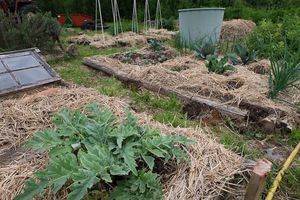 A mulched garden at Under The Lime Tree in Angouleme