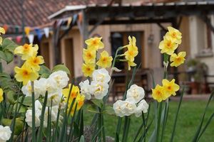 Springtime at Under The Lime Tree in Angouleme
