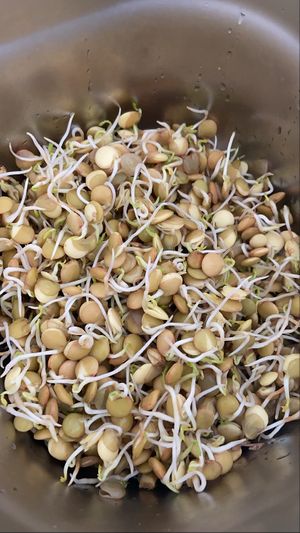 Seeds  at Symbiose in Tunis