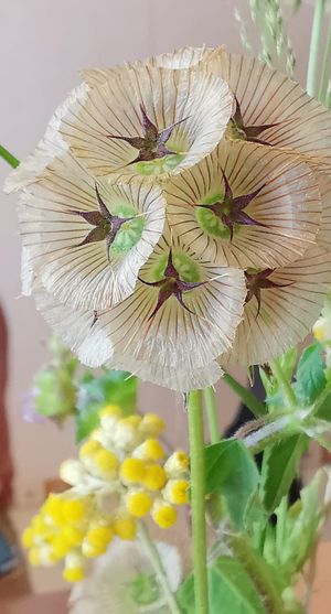 Flowers from Countryside (table decoration) at Marie e Oli's in Armacao De Pera