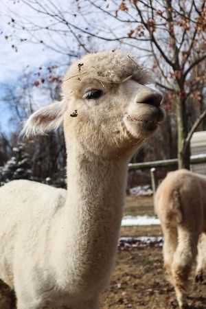  at Stahl's No Harm Farm Animal Sanctuary in Uniontown