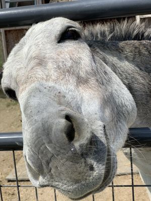 Danica at Sunrise Sanctuary in Marysville