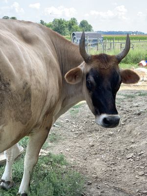 Wooly Bully at Sunrise Sanctuary in Marysville