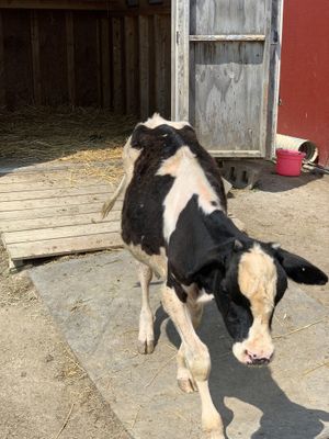 Little moo at Sunrise Sanctuary in Marysville