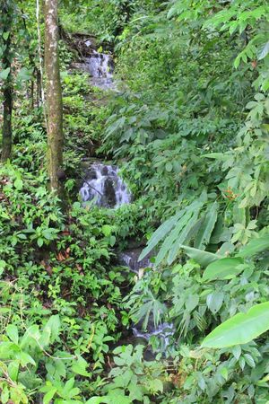 In the rainy season we have our own private waterfall at Ikara Retreat Centre in Savegre De Aguirre
