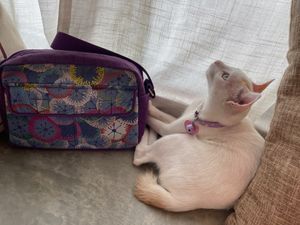 resident cat at Origin Cafe 初 in Kulai