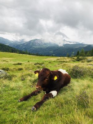 Auf der Alm at Sauschneidhof in Radstadt