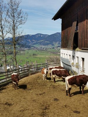  at Sauschneidhof in Radstadt