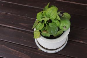 🪴 at Moe Coffee in San Diego