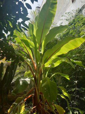  at Café 7 in Tenerife