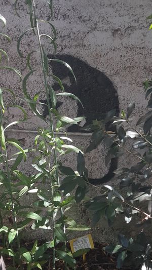  at Café 7 in Tenerife