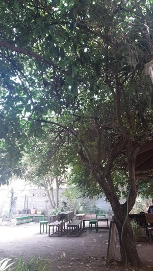  at Café 7 in Tenerife