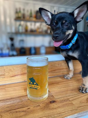 Dog-friendly bar at Veranda in Hoi An