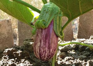 Growing aubergine in the vegetable garden at Finca Pereila in Coin