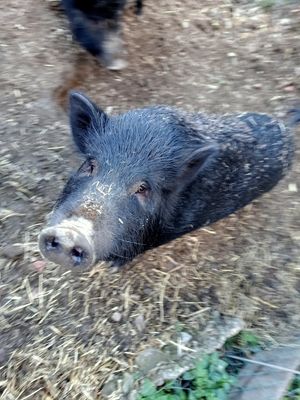Rescued pigs at Finca Pereila in Coin