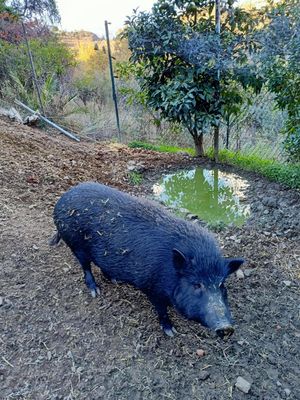 Wat een schatjes! at Finca Pereila in Coin