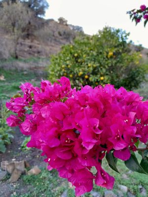 Buganville at Finca Pereila in Coin