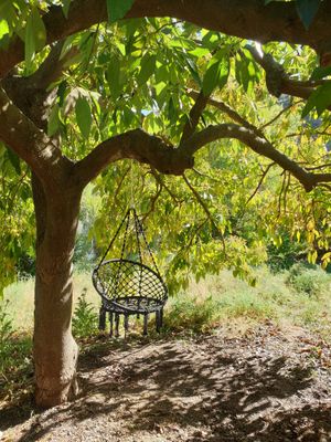 Chill in one of the 2 hanging chairs underneath our avocado tree at Finca Pereila in Coin
