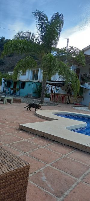 Hello kitty! at Finca Pereila in Coin