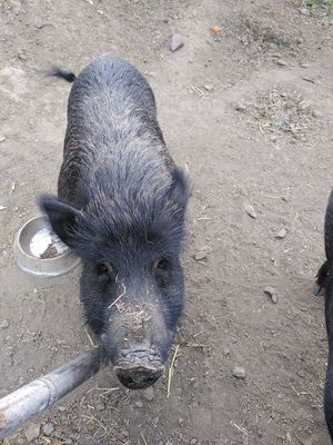  at Finca Pereila in Coin