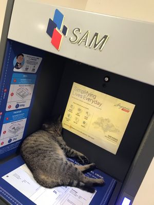 First visit to lucky cat at hougang CC and we saw this when we left the premises 🙏🏼🌟😜👊🏿💖🍀 at Lucky Cat Cafe in Northeast Singapore