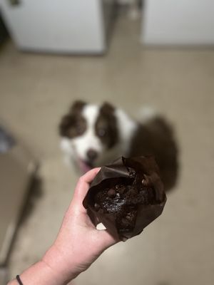 Choc chip muffin  at All Things Sweet Bakery in Lawnton