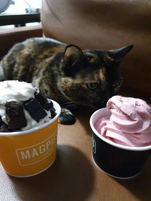 Strawberry Hibiscus at Magpies Softserve in Los Angeles