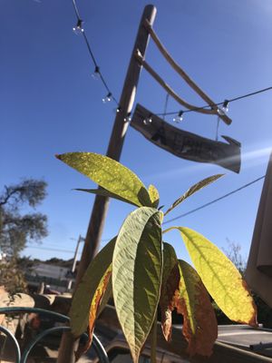 Plant based baby  at A Tribo in Barao De Sao Joao