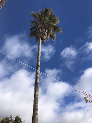 Palm tree  at A Tribo in Barao De Sao Joao