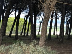 View through the trees  at A Tribo in Barao De Sao Joao
