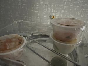 3 dollars for that small dinky portion of pico !  at 100% HP in San Juan