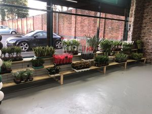 Plants for sale at Nature's Basket in Wolverhampton