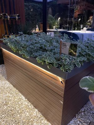 Garden. Tried the borage  at Haoma in Bangkok