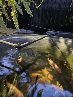 Fish pond  at Haoma in Bangkok