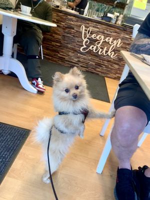   at Vegan Earth in Ayr