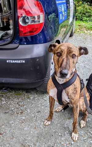  at New Dawn Vegan Coffee Shop in Borrowdale