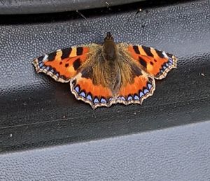  at New Dawn Vegan Coffee Shop in Borrowdale