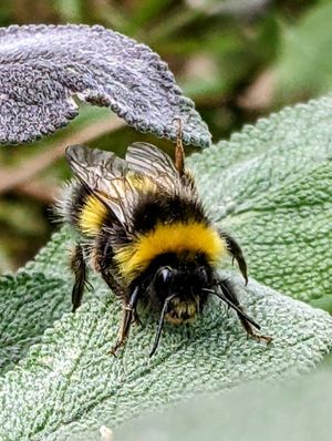  at New Dawn Vegan Coffee Shop in Borrowdale