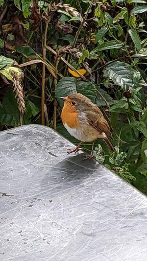  at New Dawn Vegan Coffee Shop in Borrowdale