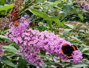  at New Dawn Vegan Coffee Shop in Borrowdale