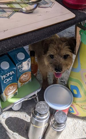  at New Dawn Vegan Coffee Shop in Borrowdale