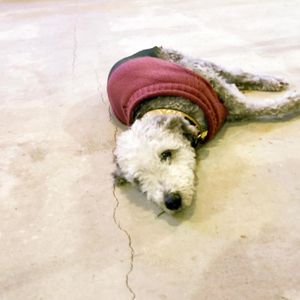 we love dogs at Nelsons Wine Bar in Hebden Bridge