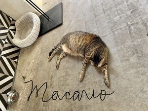   at Corazon Contento PDC in Playa Del Carmen