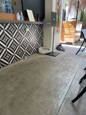 The cute resident cat  at Corazon Contento PDC in Playa Del Carmen