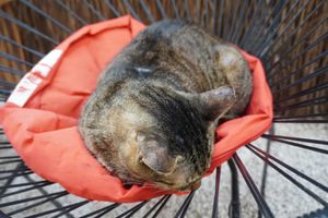  at Corazon Contento PDC in Playa Del Carmen