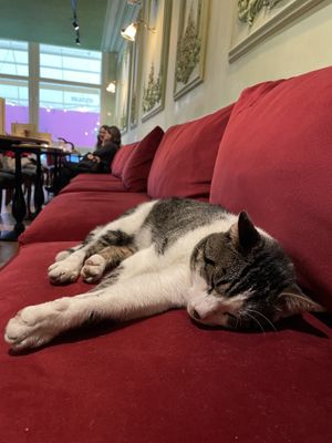 Chase, the cat. Lazy and friendly. at Vegitalian - Schoutenstraat in Utrecht